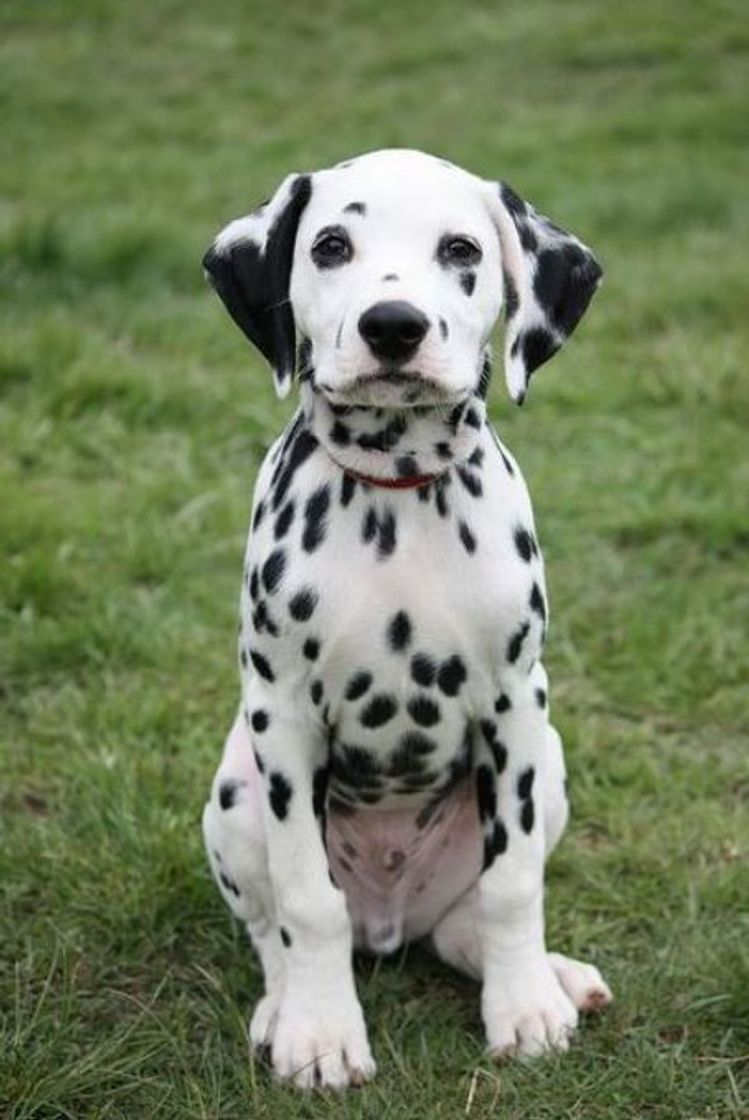 Fashion Dalmata