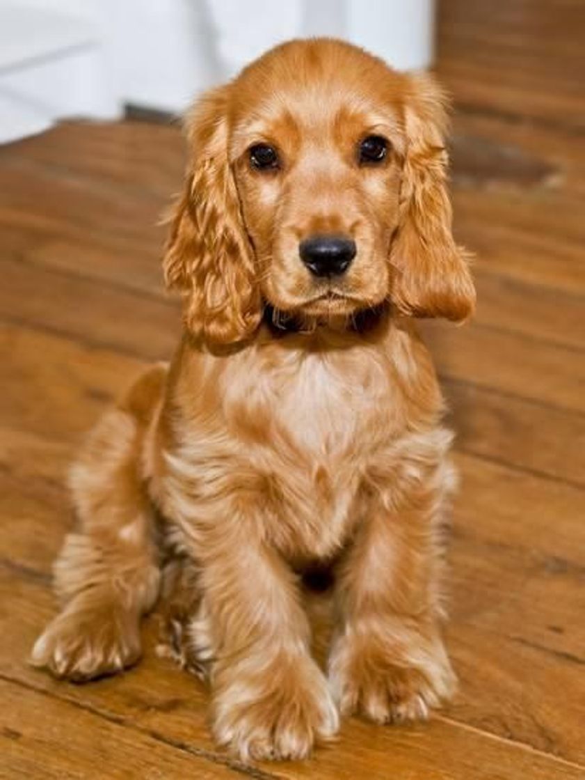 Fashion English Cocker Spaniel Dog 