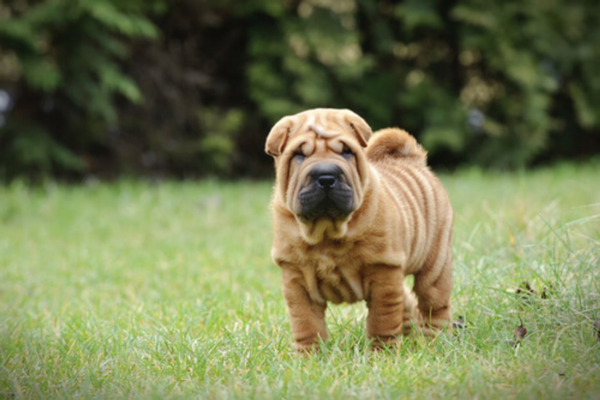 Moda Shar  pei