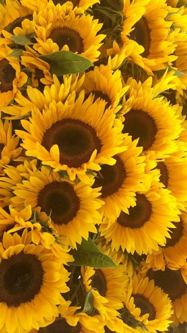 🍉💐🌻🌹🌵