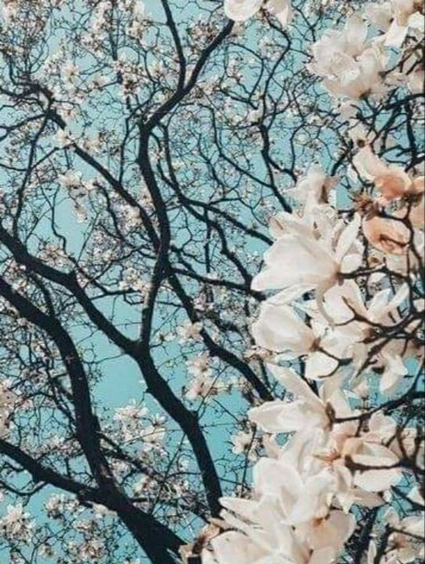 🌸🦋🥀🍃