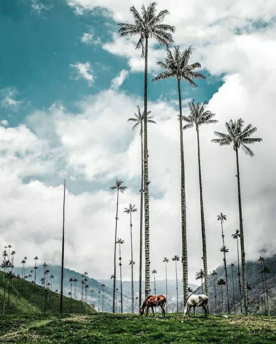 Valle de cocora, hermoso