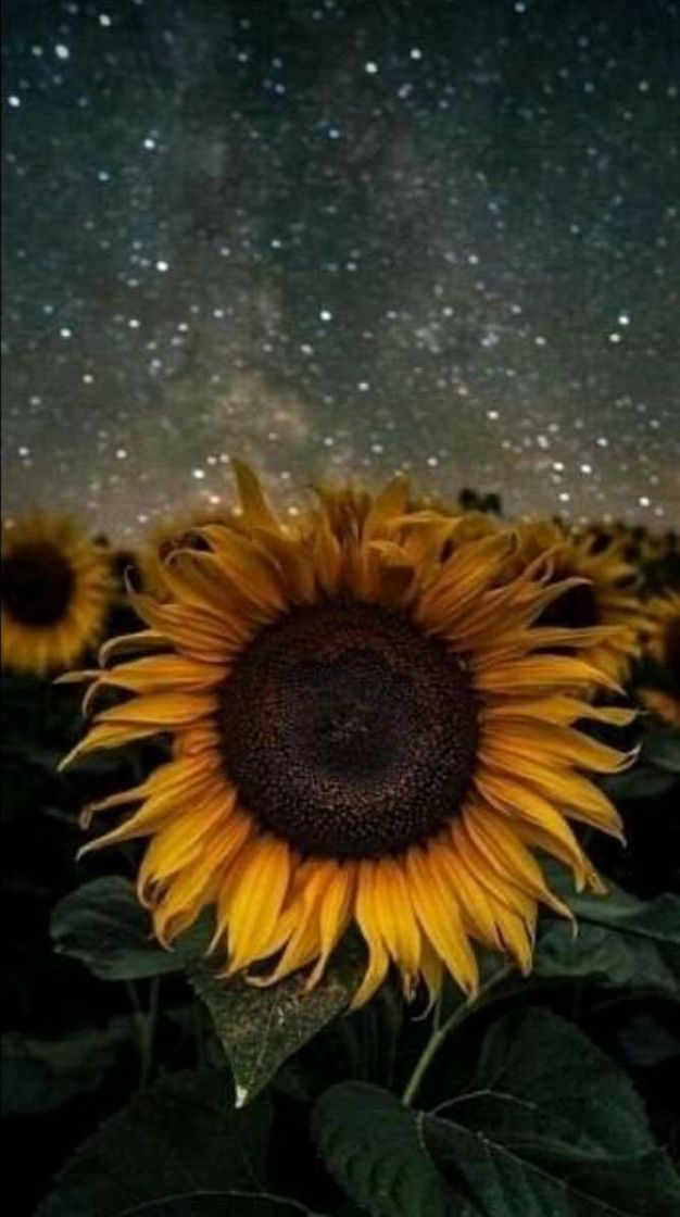 😍🌵🌻🍃🍂🍁🌹