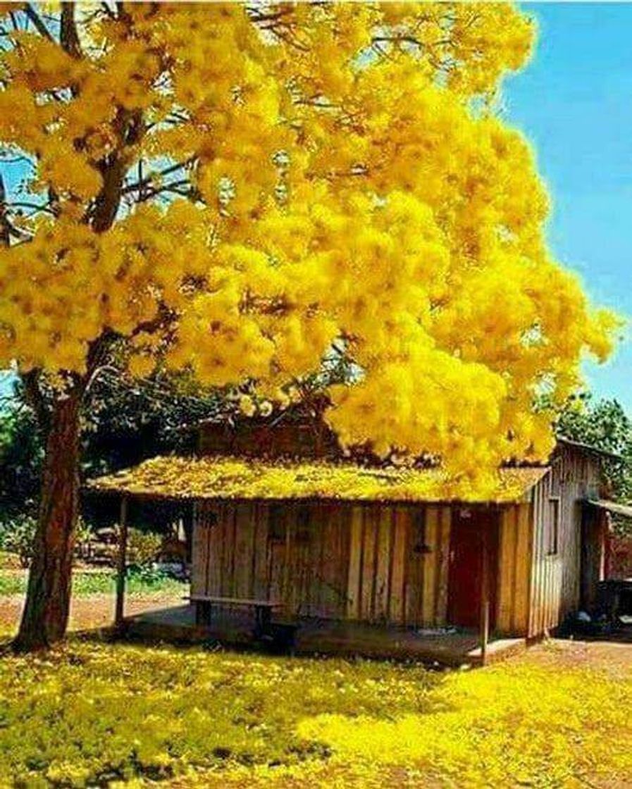 💛