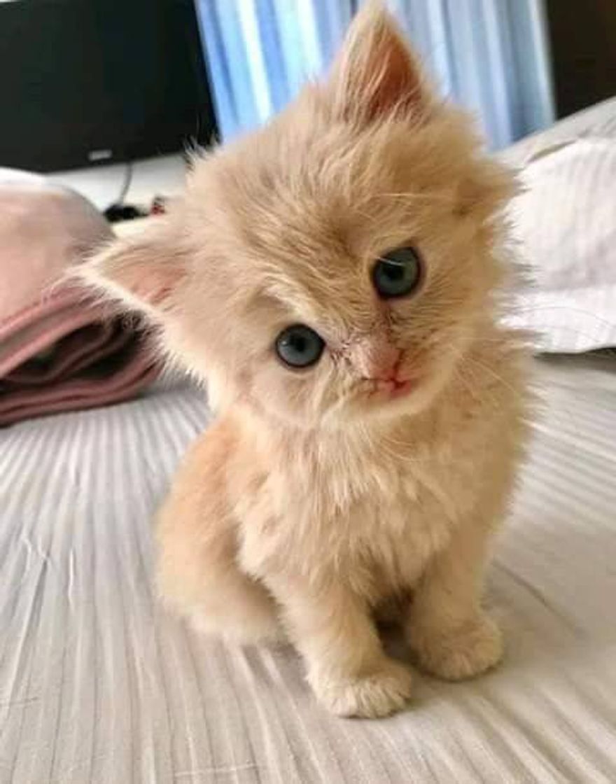 🐱🥰
