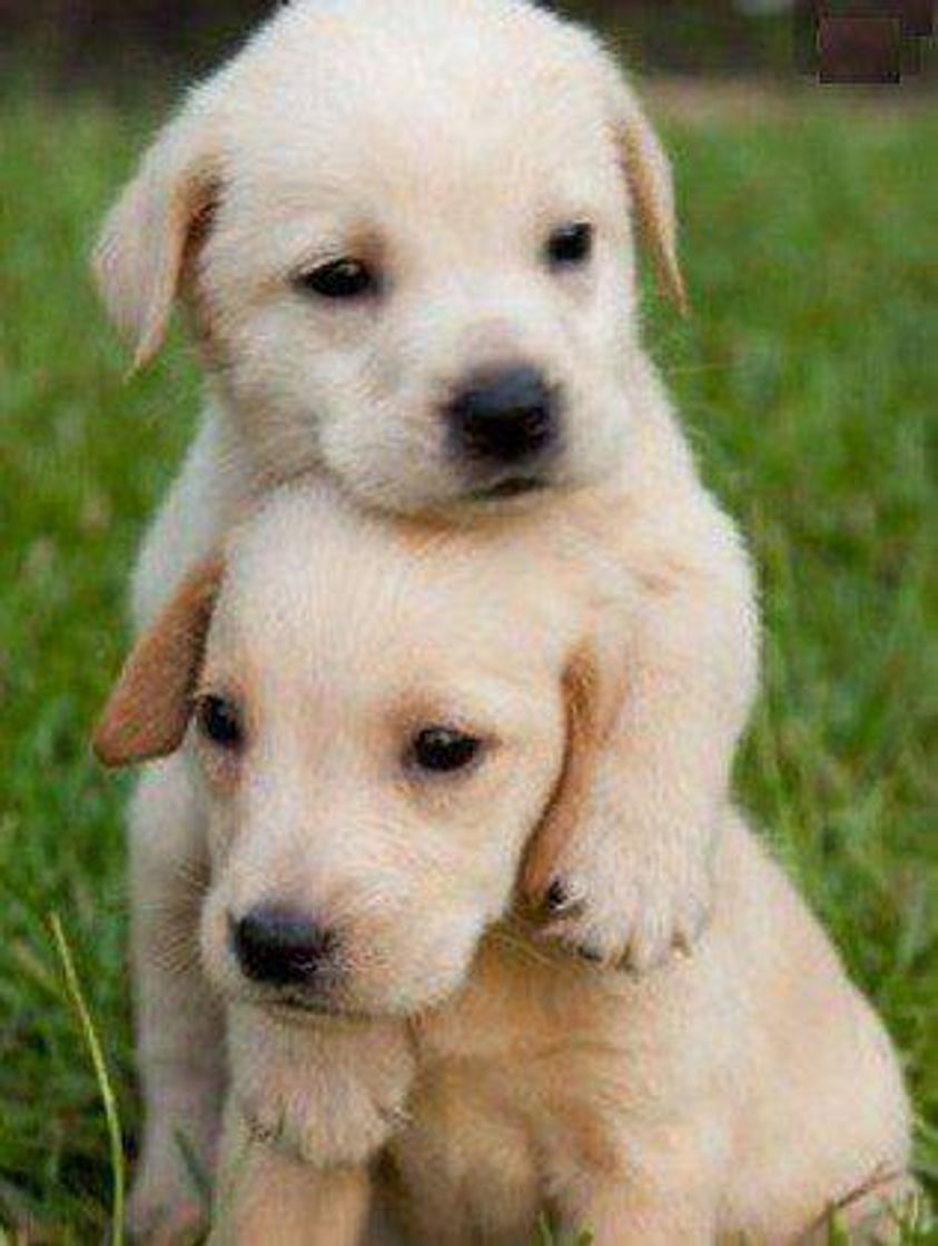 🐶🥰