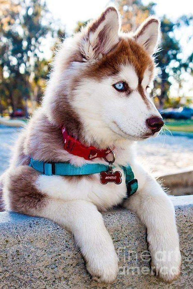 🐶😍