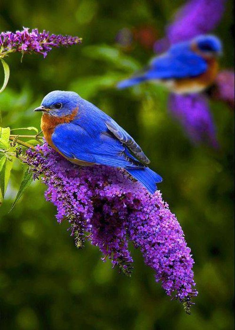 😍🐦