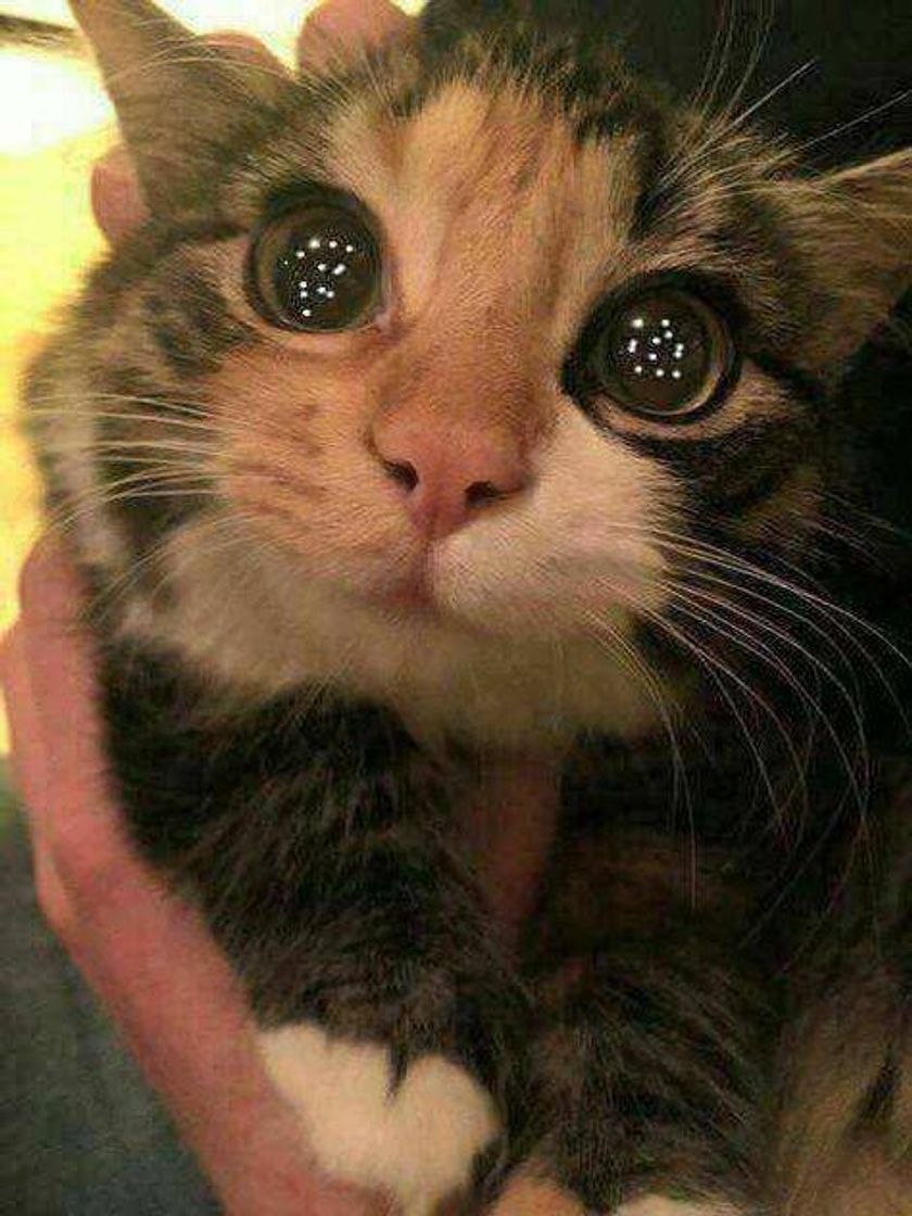 🐱