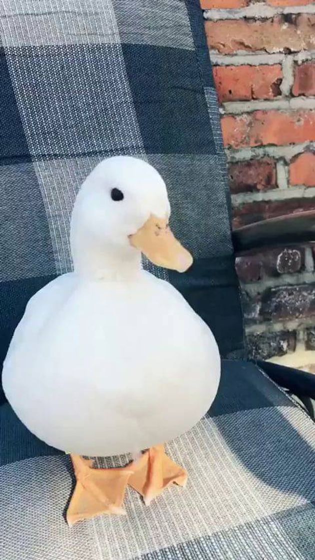 🦆