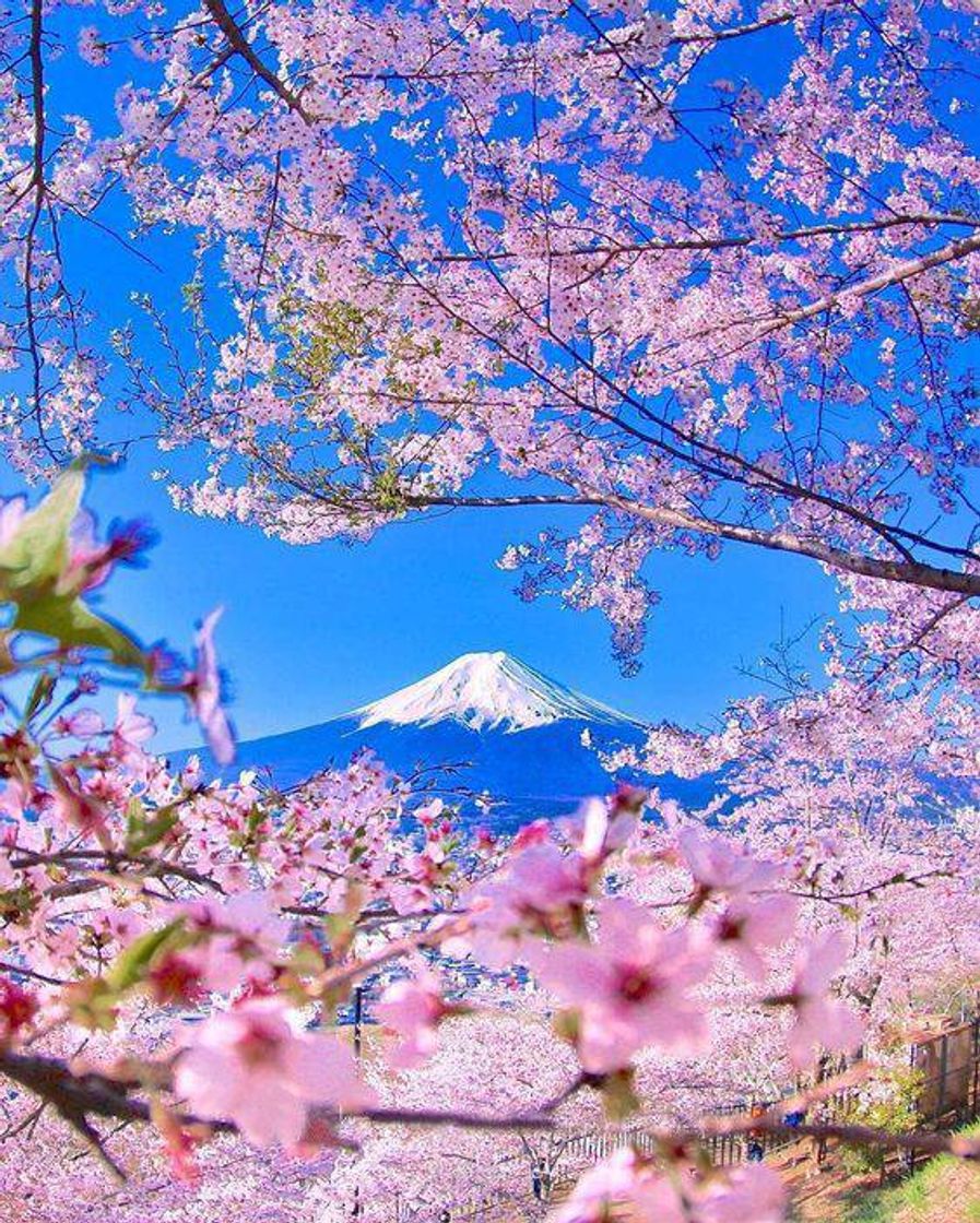 🌺😍
