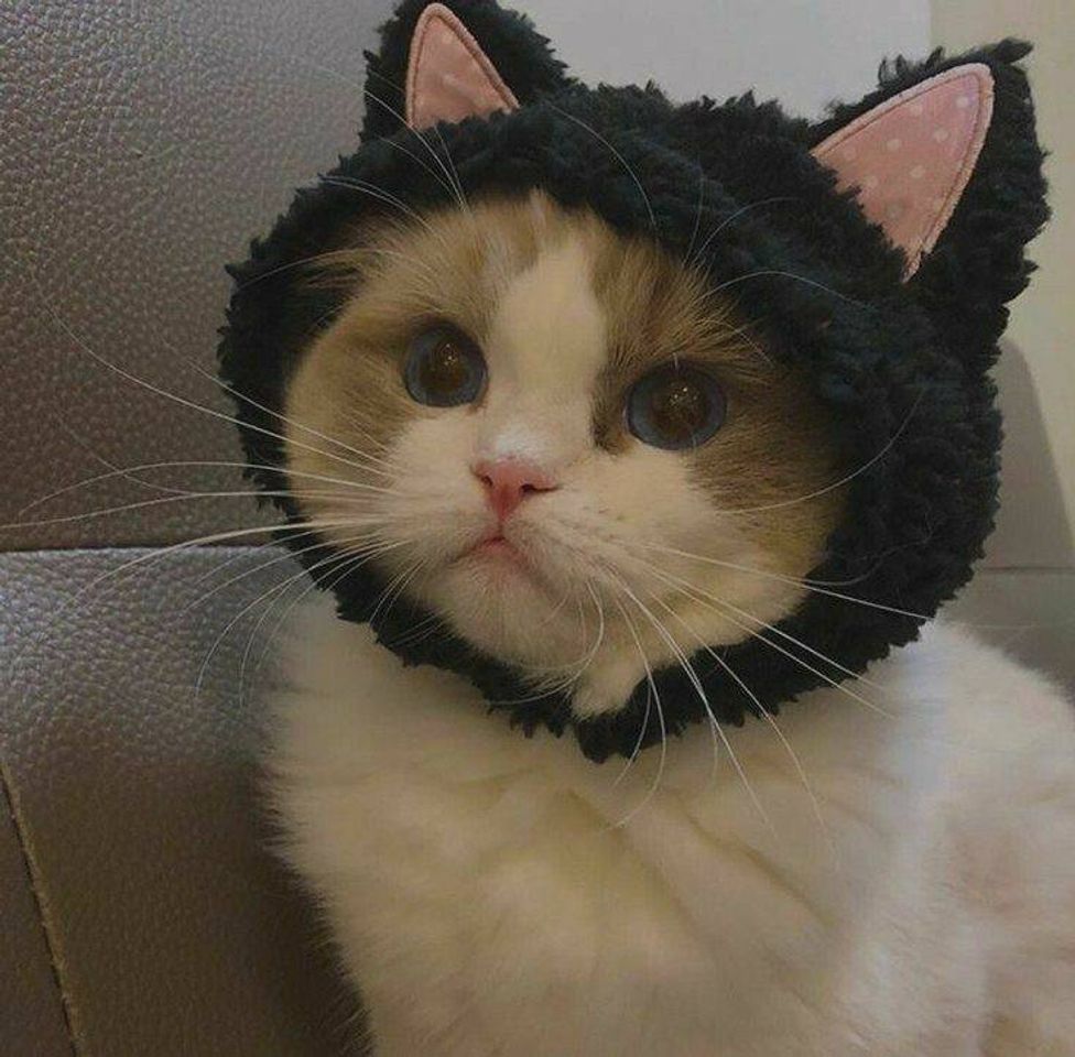 Moda miau