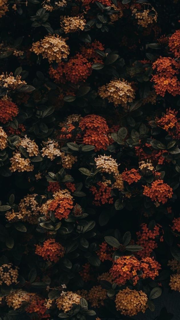 Wallpaper 