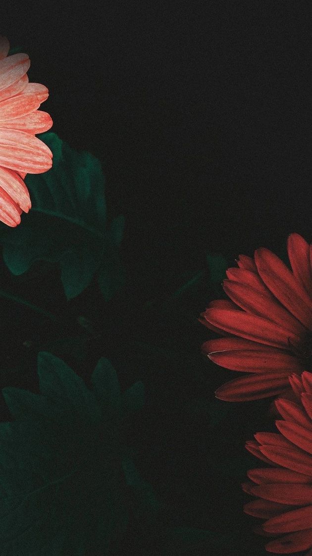 Wallpaper 
