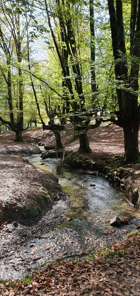 Place Hayedo de Otzarreta