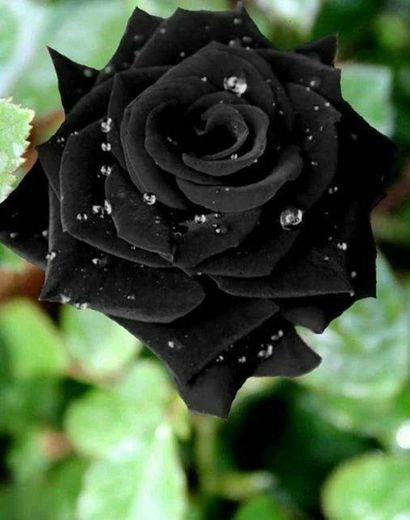 Black rose