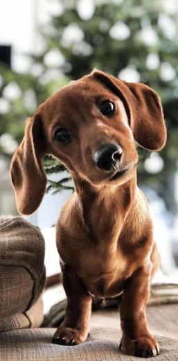 Dachshund 