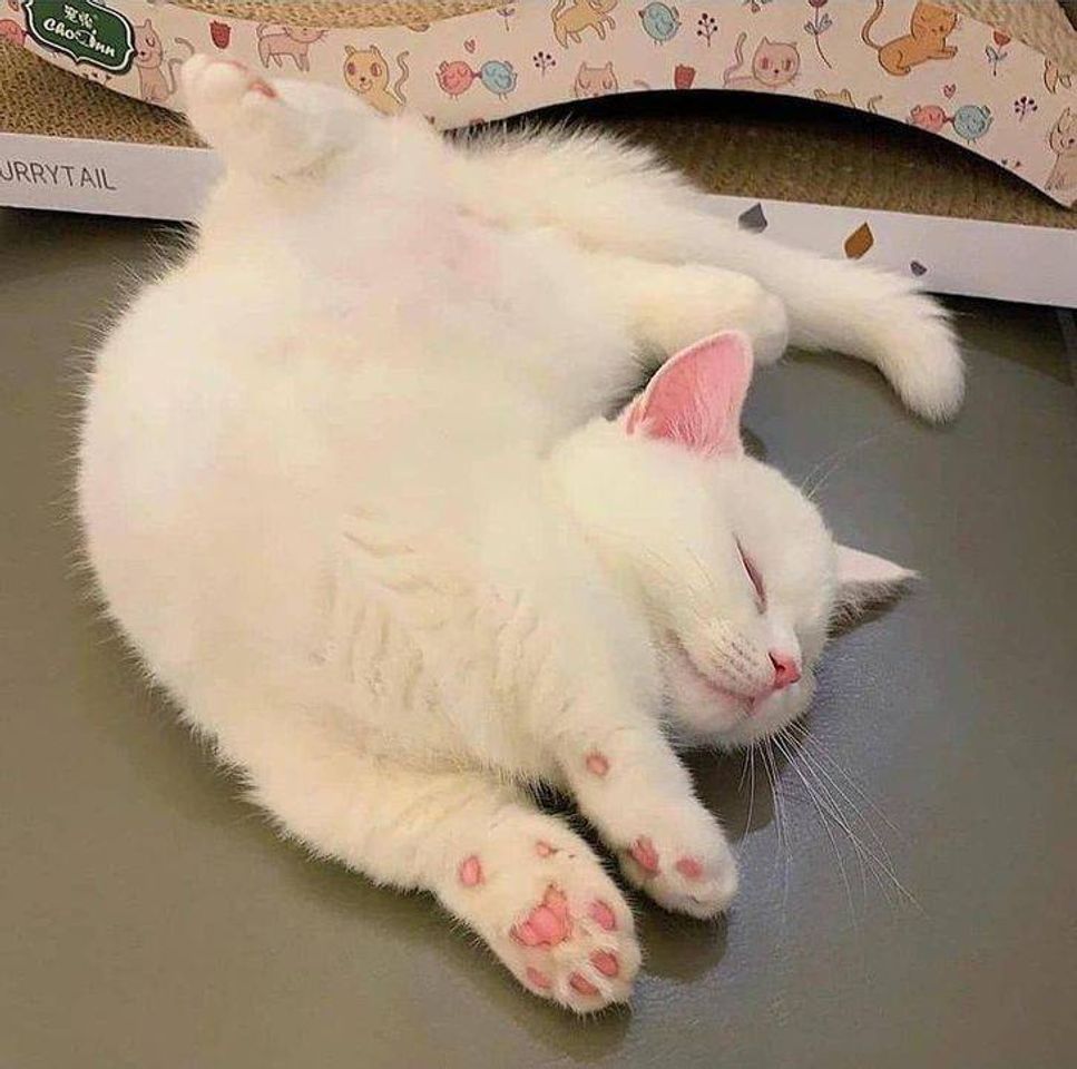 Social gatinho