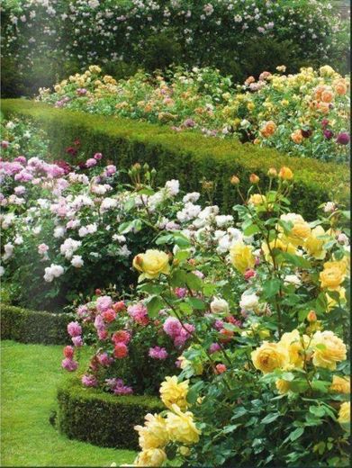 Jardim de rosas