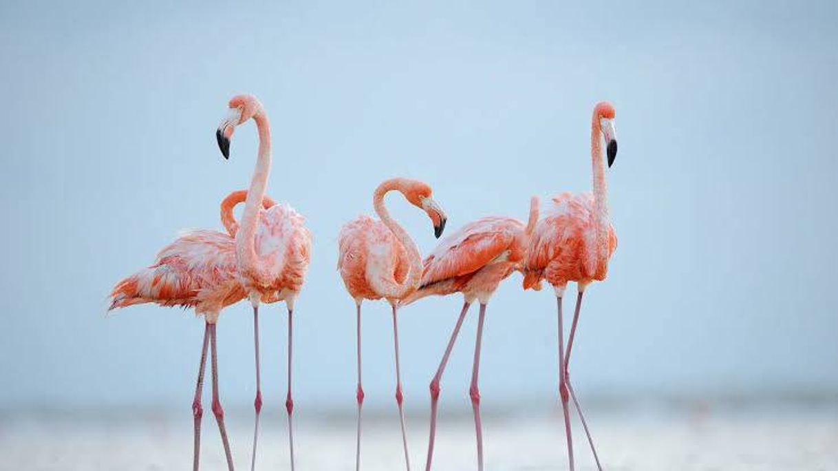 Fashion Flamingo