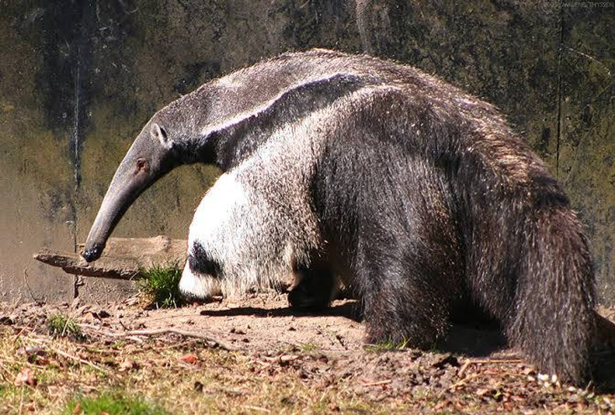 Moda Tamanduá gigante 