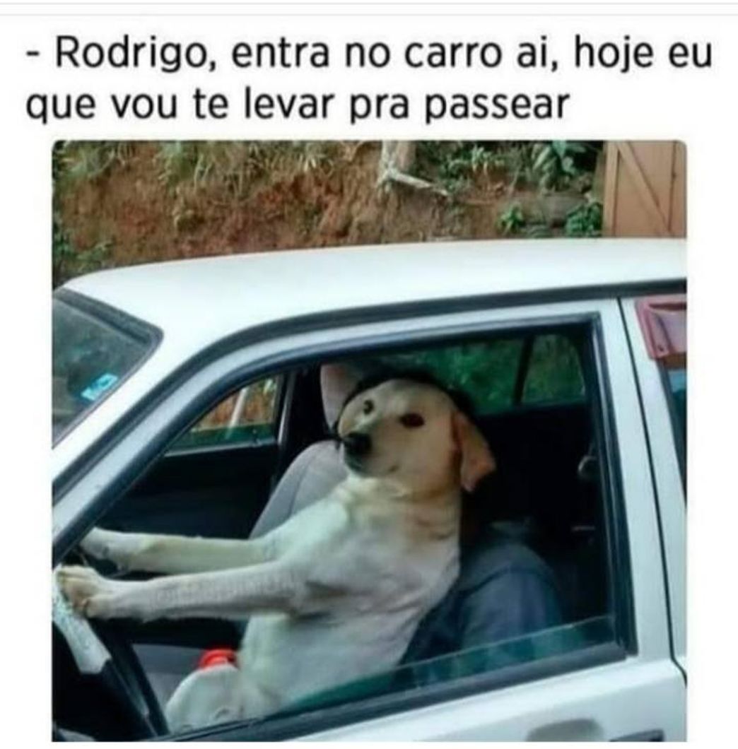 Moda Cachorrada 