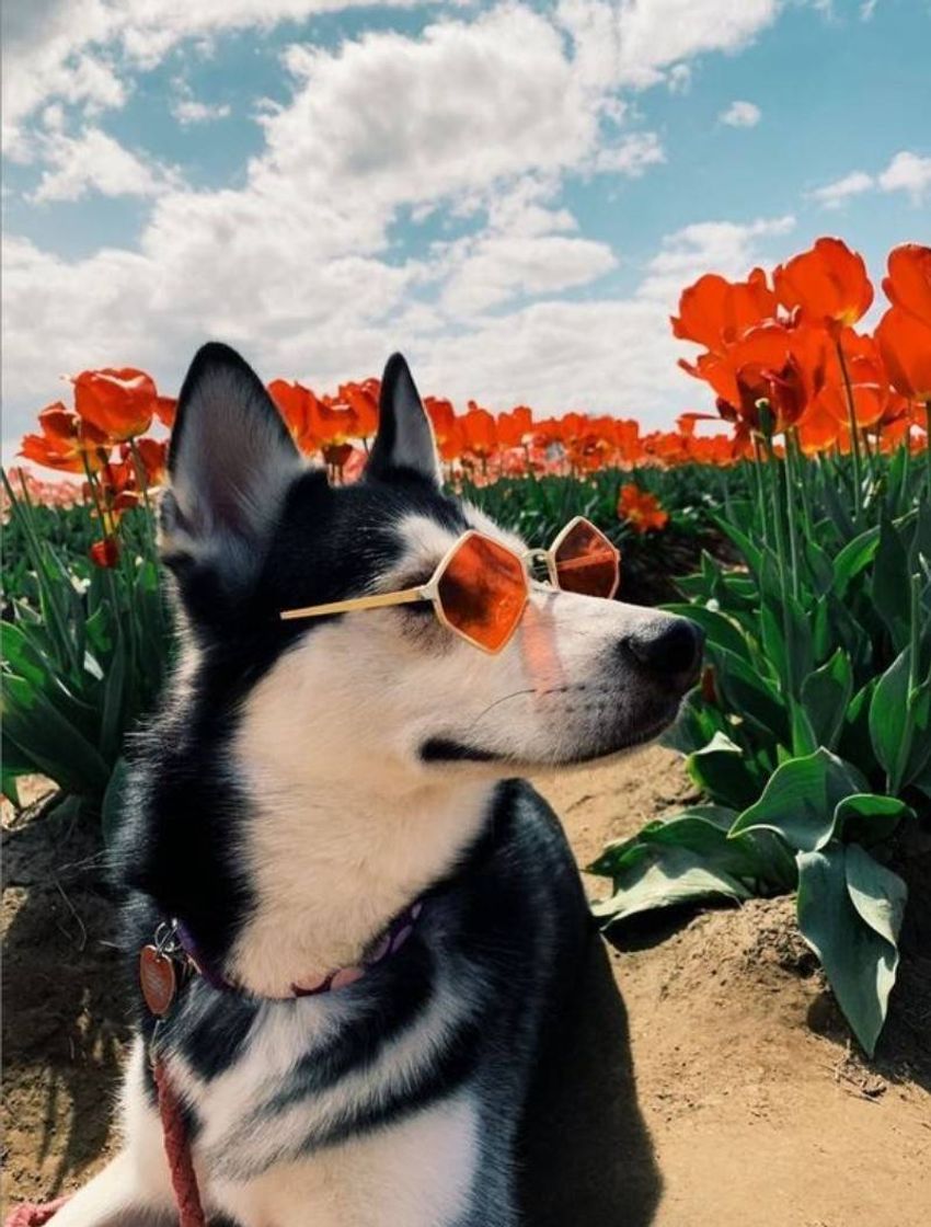 Fashion Flower Dog 🐶💐