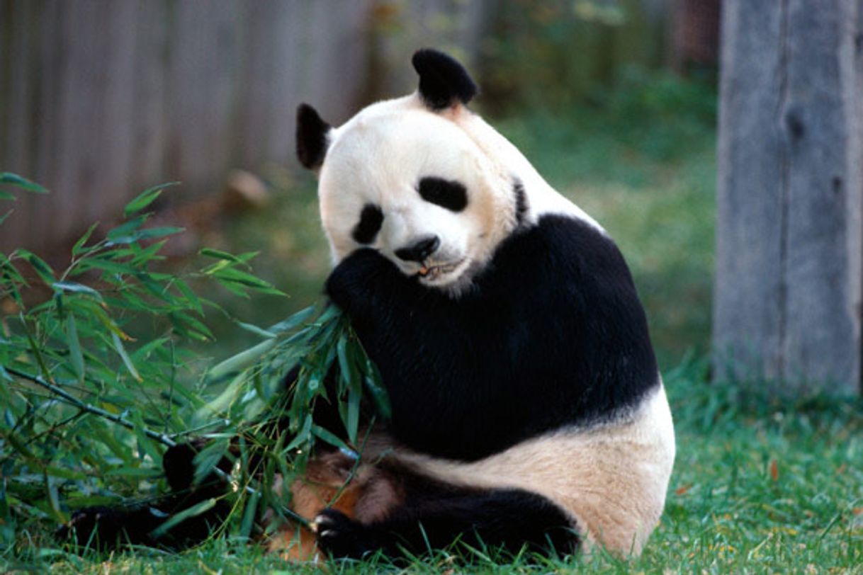 Moda Giant Panda | Species | WWF