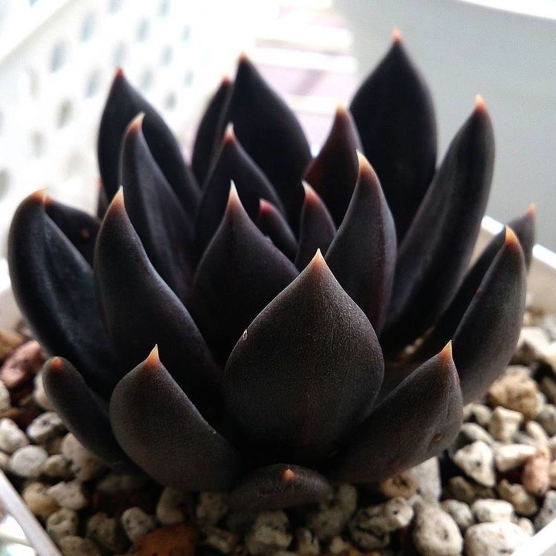 Moda Echeveria black 