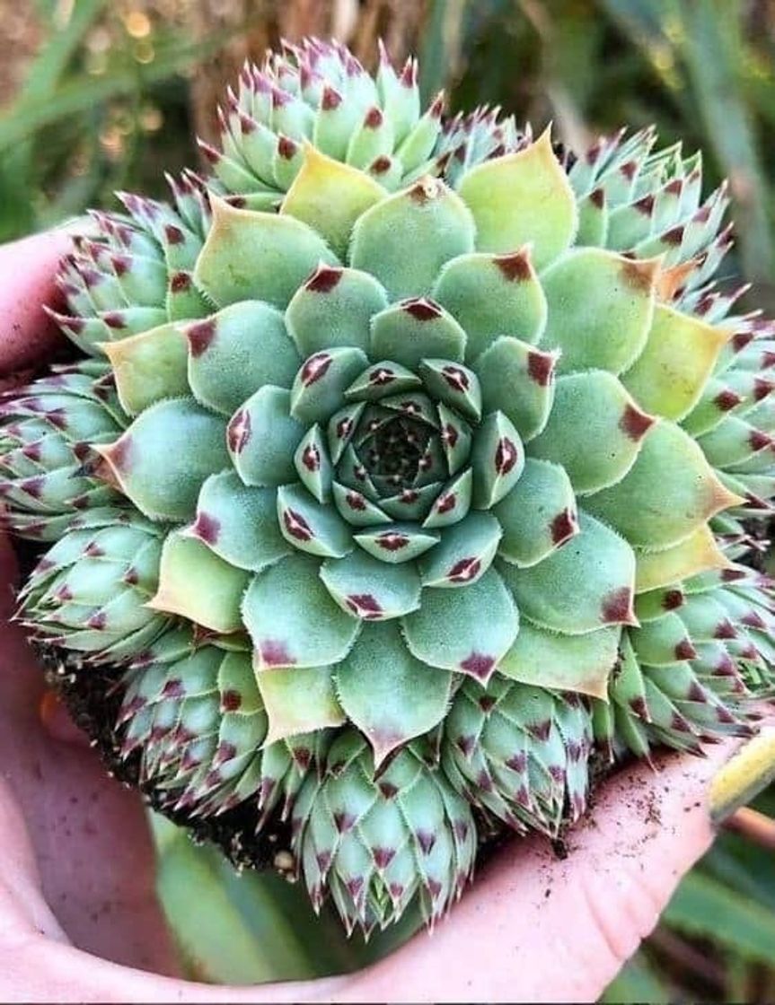 Moda Echeveria ❤️