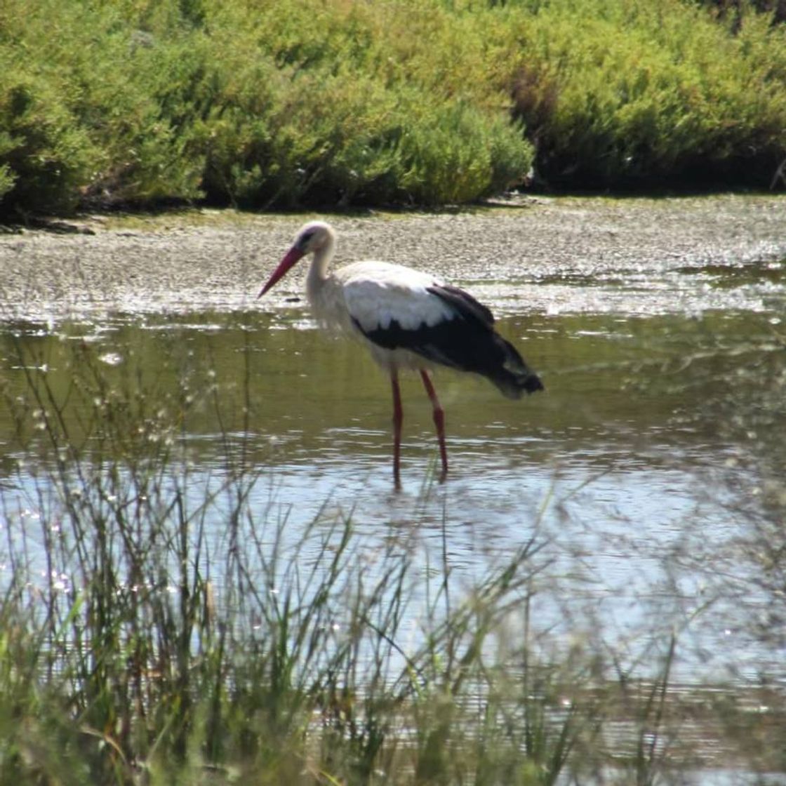 Lugar Ria Formosa Natural Park