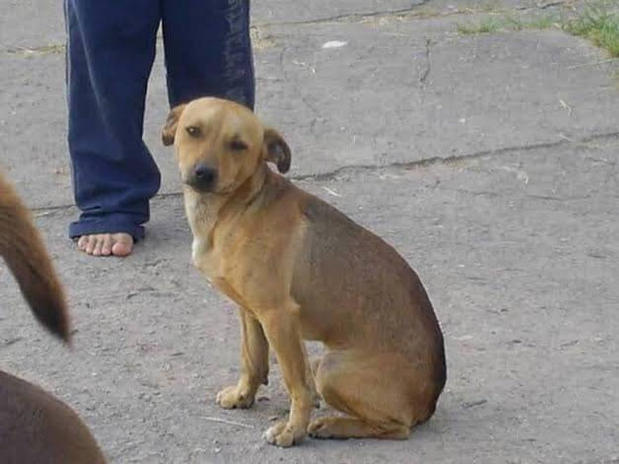 Moda Cachorro caramelo: animal de estimação da família brasileira