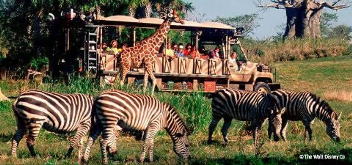 Restaurantes Kilimanjaro Safaris