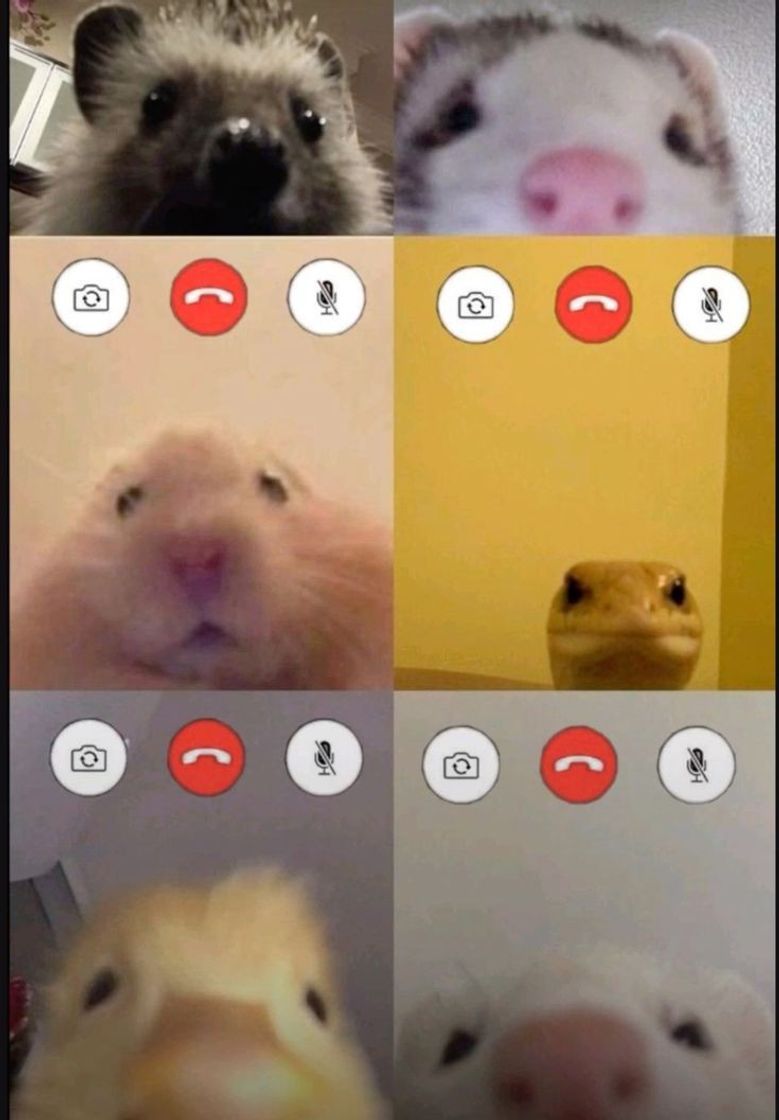 Social Capivara