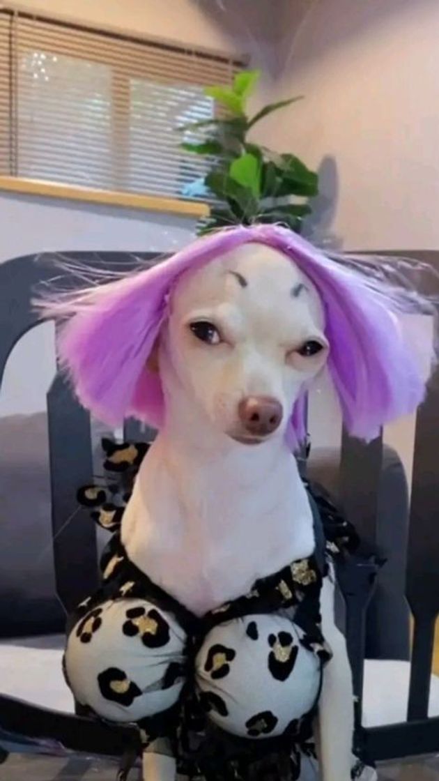 Social Quando uma cachorra acha se bonita