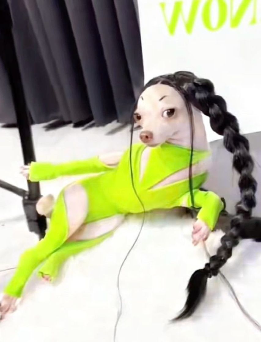 Social A gata