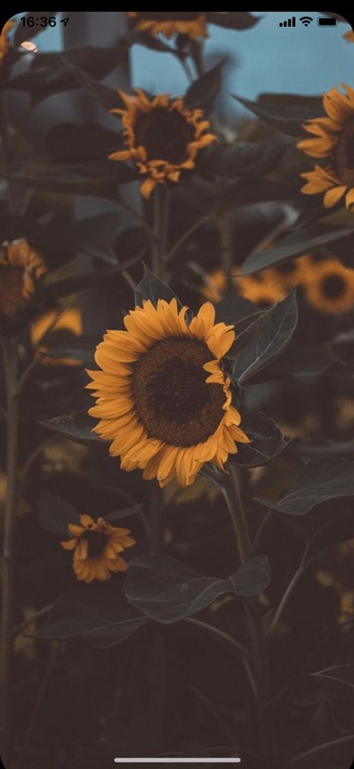 Social wallpaper 