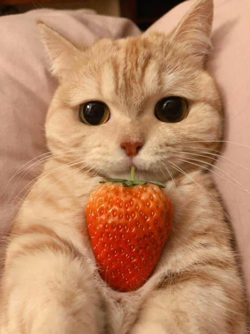 Moda 🐱❤🍓