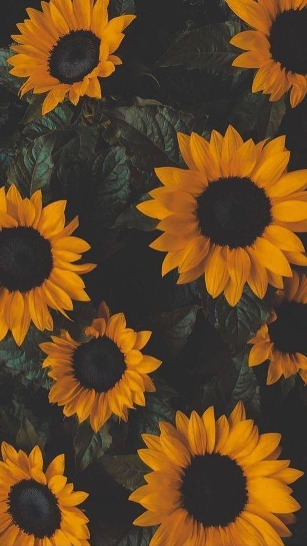 Moda Sunflowers