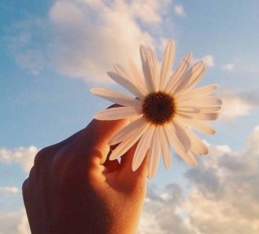 Social Fotos com flor 