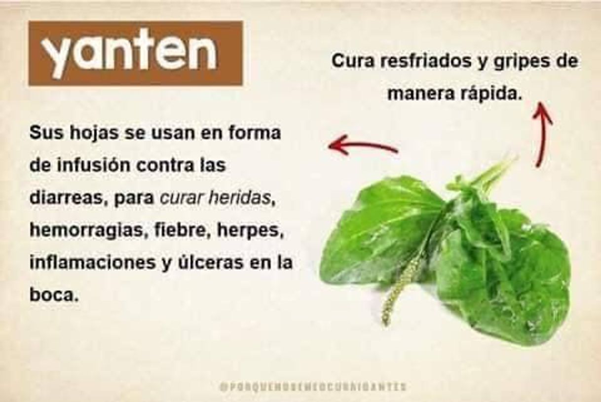 Producto Llantén menor o Siete venas (Plantago lanceolata) hojas Tintura Madre sin alcohol