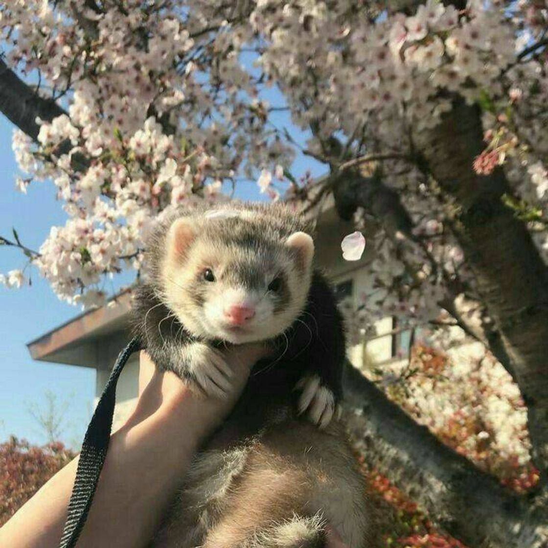 Fashion Ferret