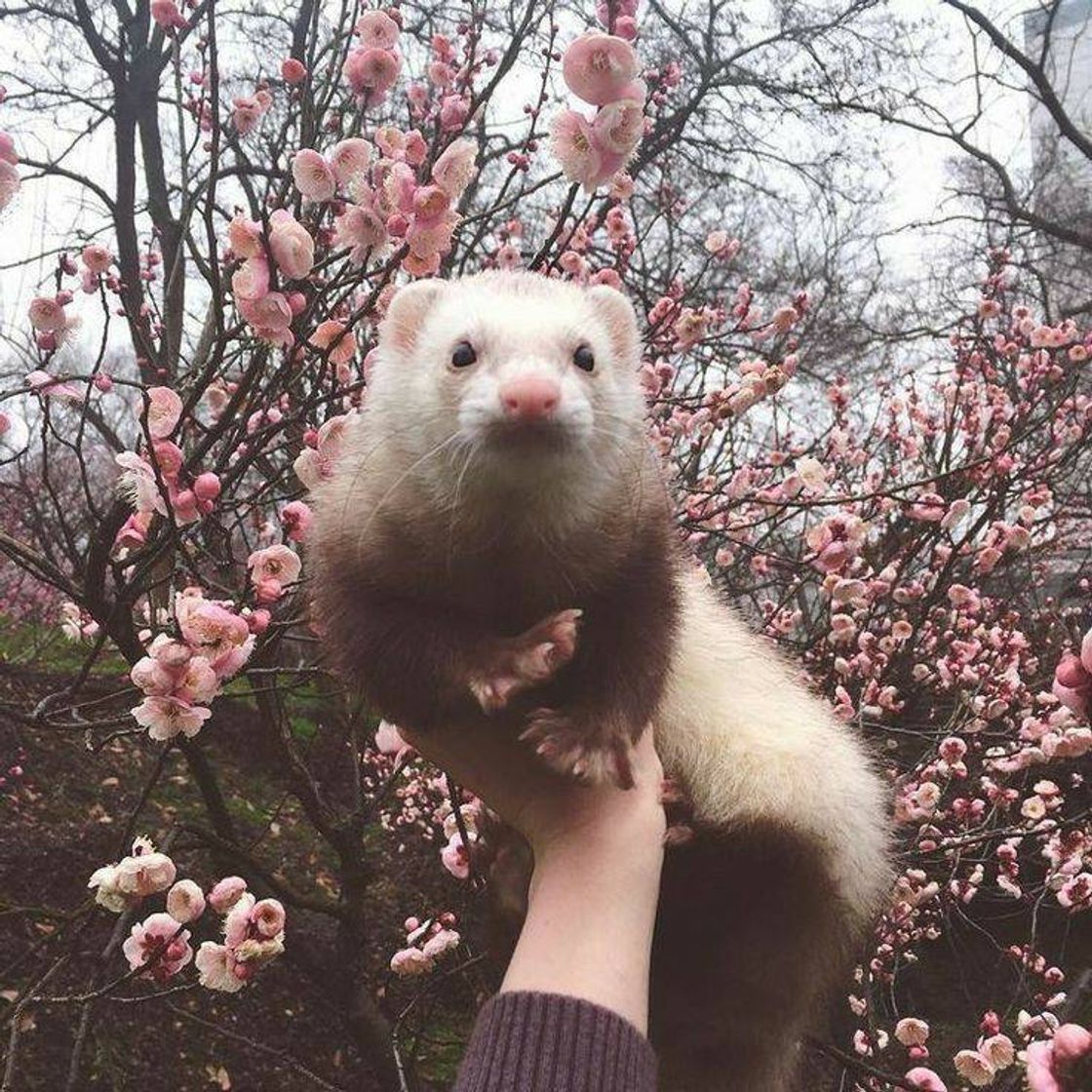 Moda Ferret