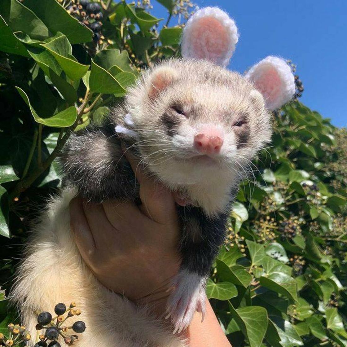 Fashion Ferret