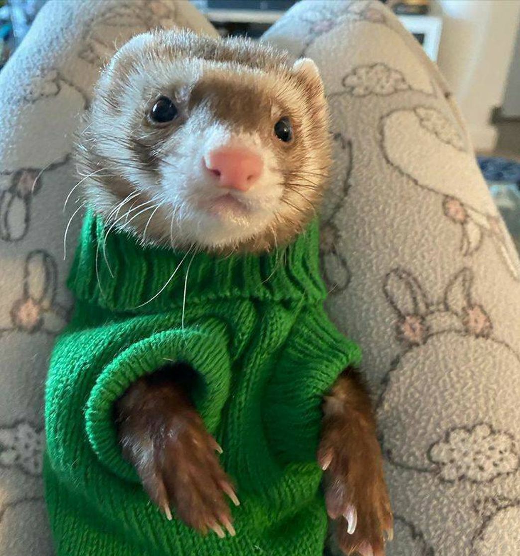 Fashion Ferret