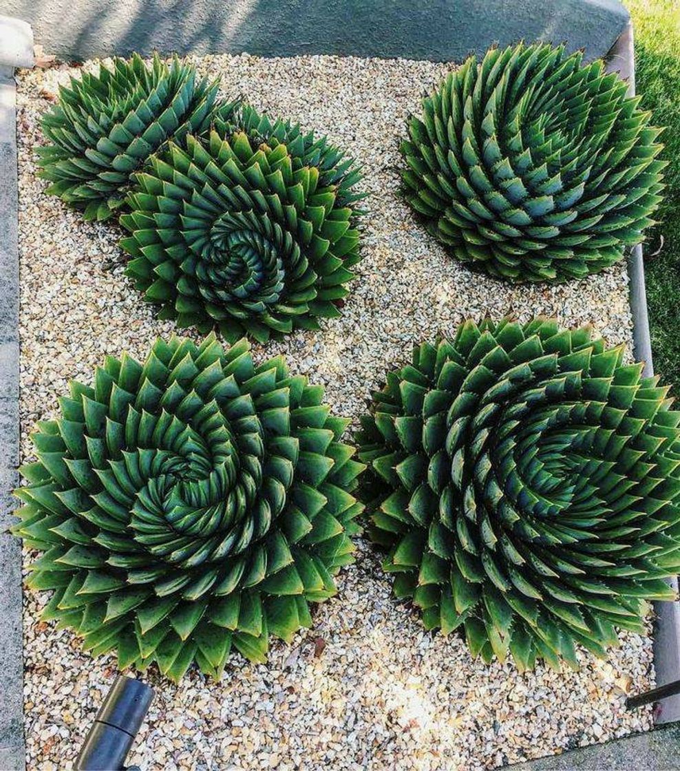 Moda Top 7 best succulent