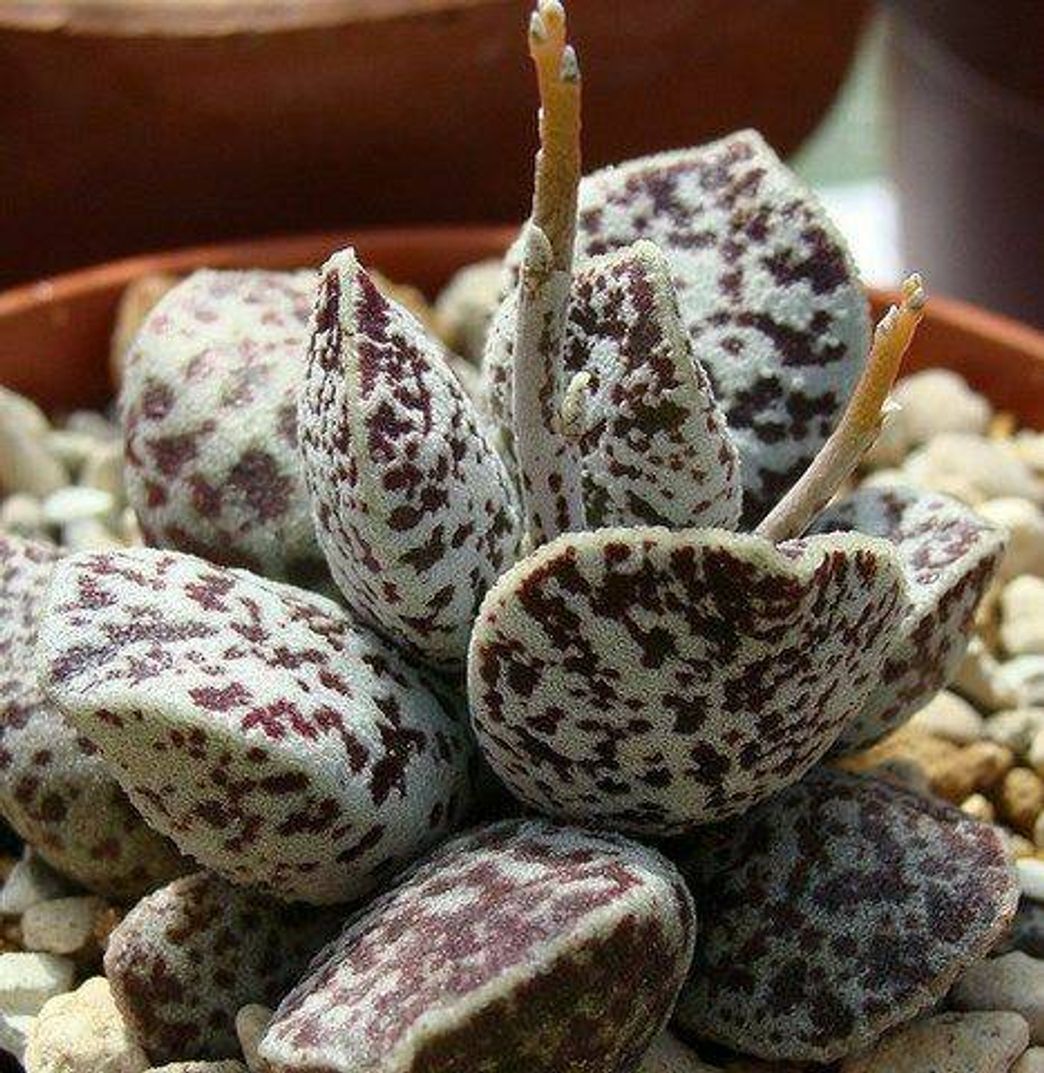 Fashion Adromischus