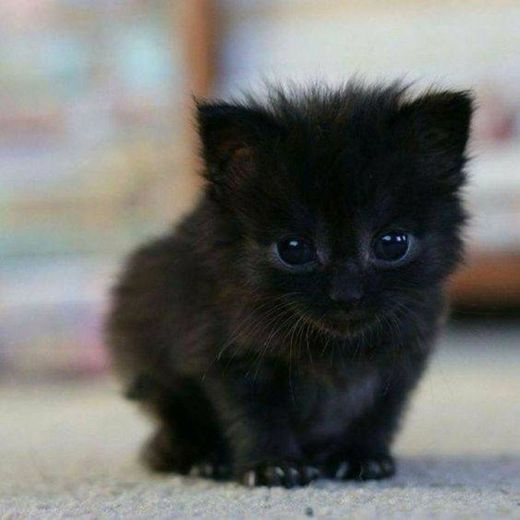 Gatos fofinhos