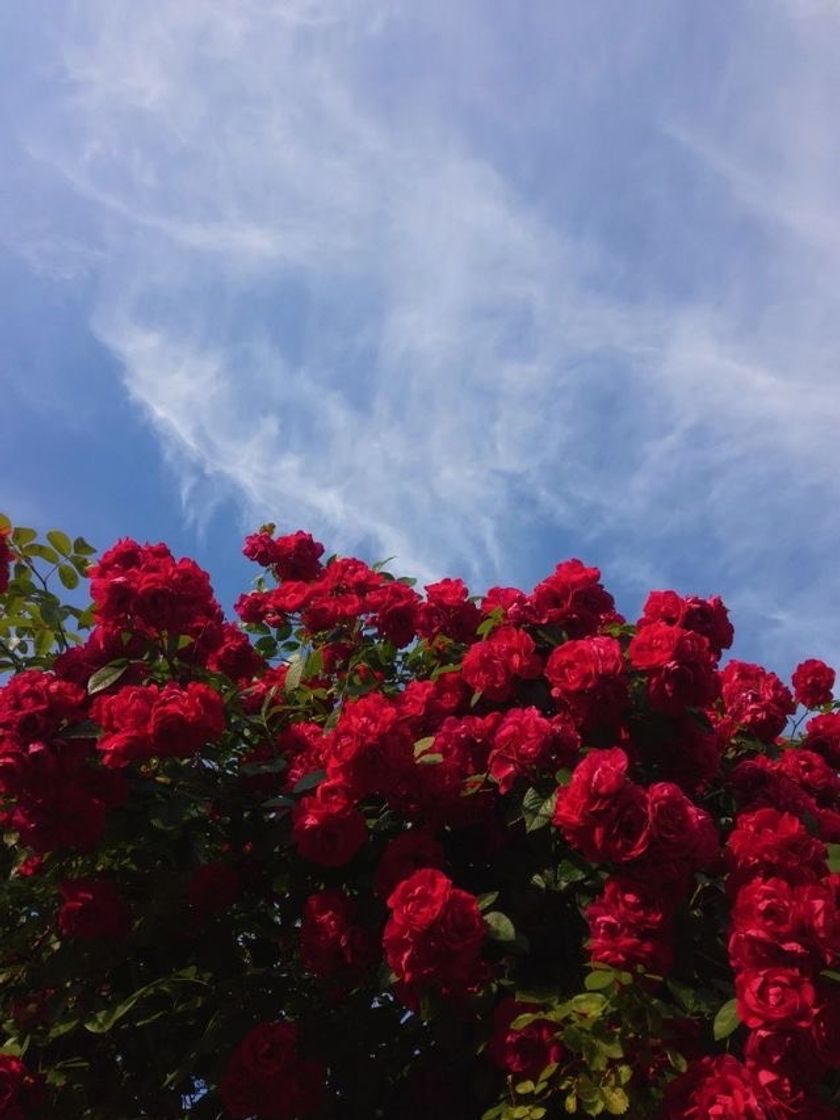 Social Rosa