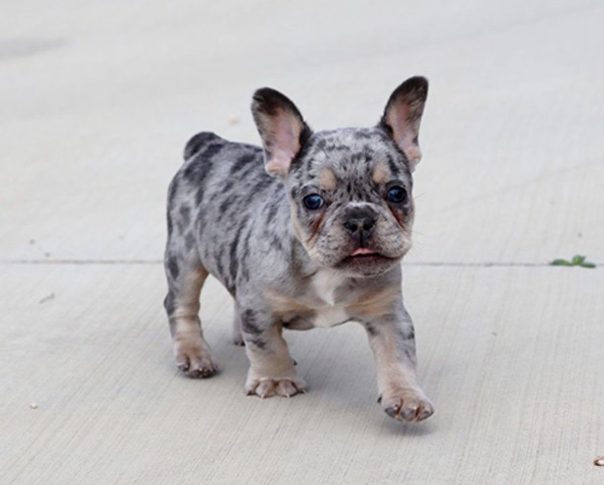 Fashion Bulldog Frances Exótico Merle Blue 